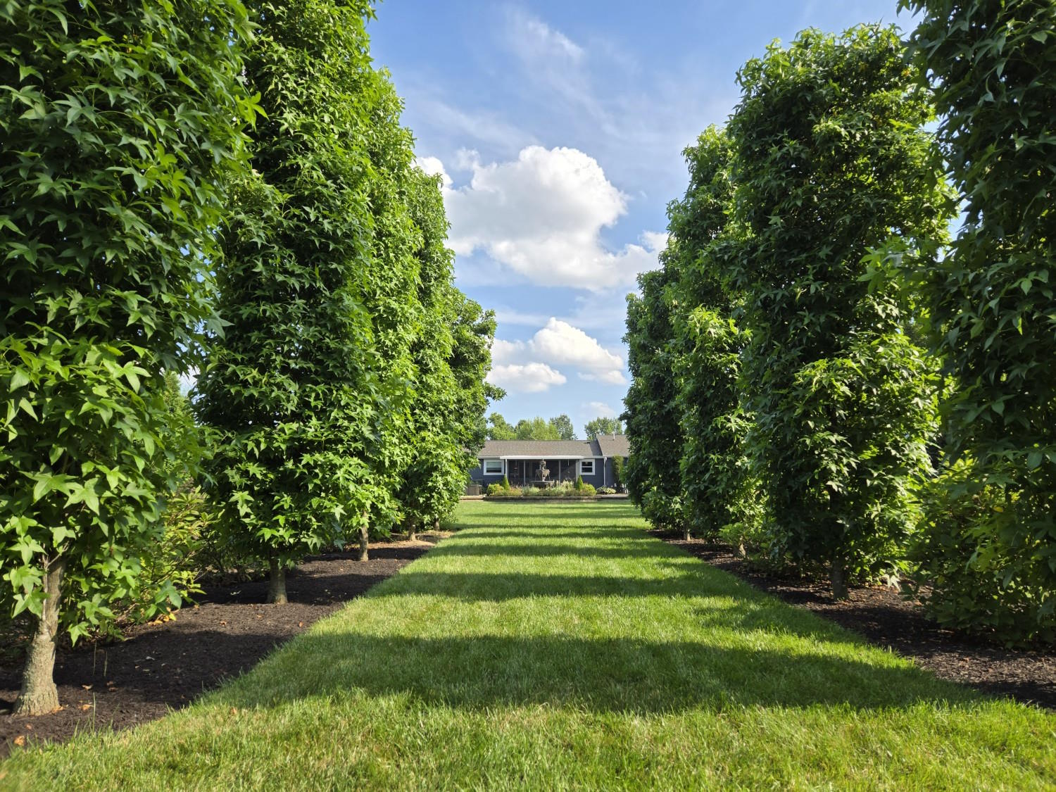 The tree allee at Everwillow, looking toward the house
